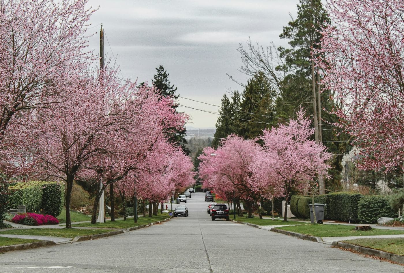 A quiet residential street lined with blossoming trees