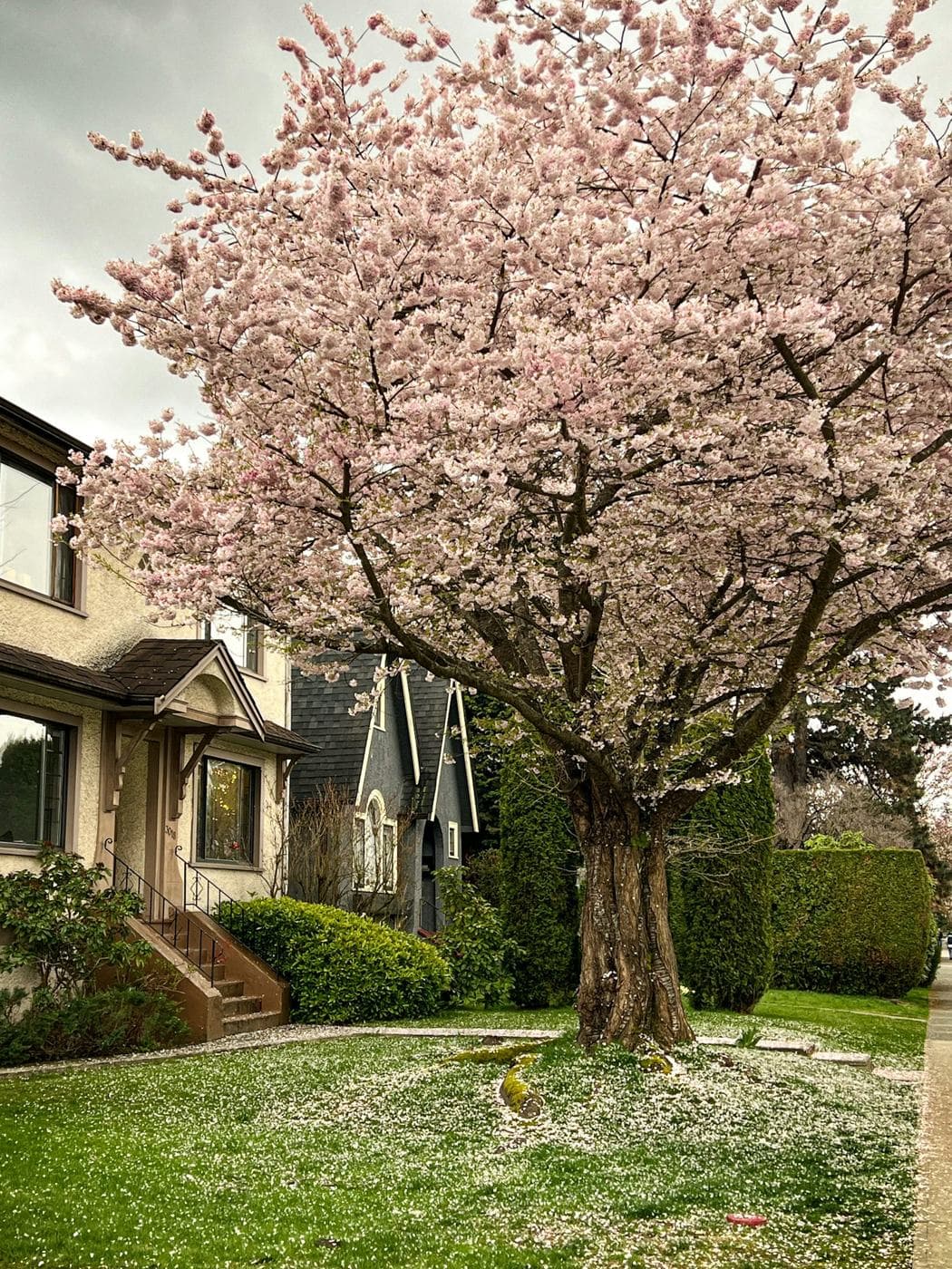 A cherry tree in bloom in front of an East Vancouver house