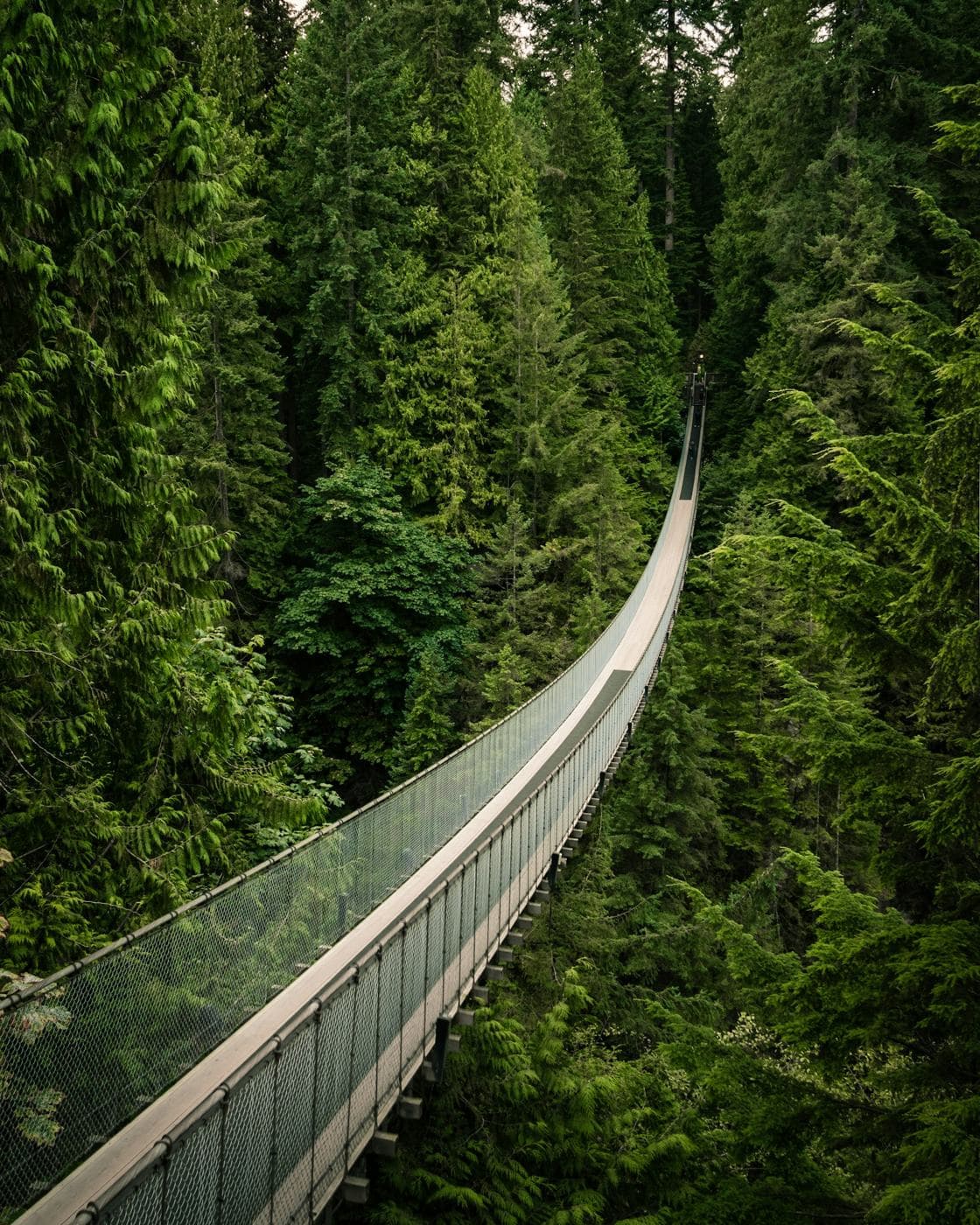 A suspension bridge through tall rainforest trees