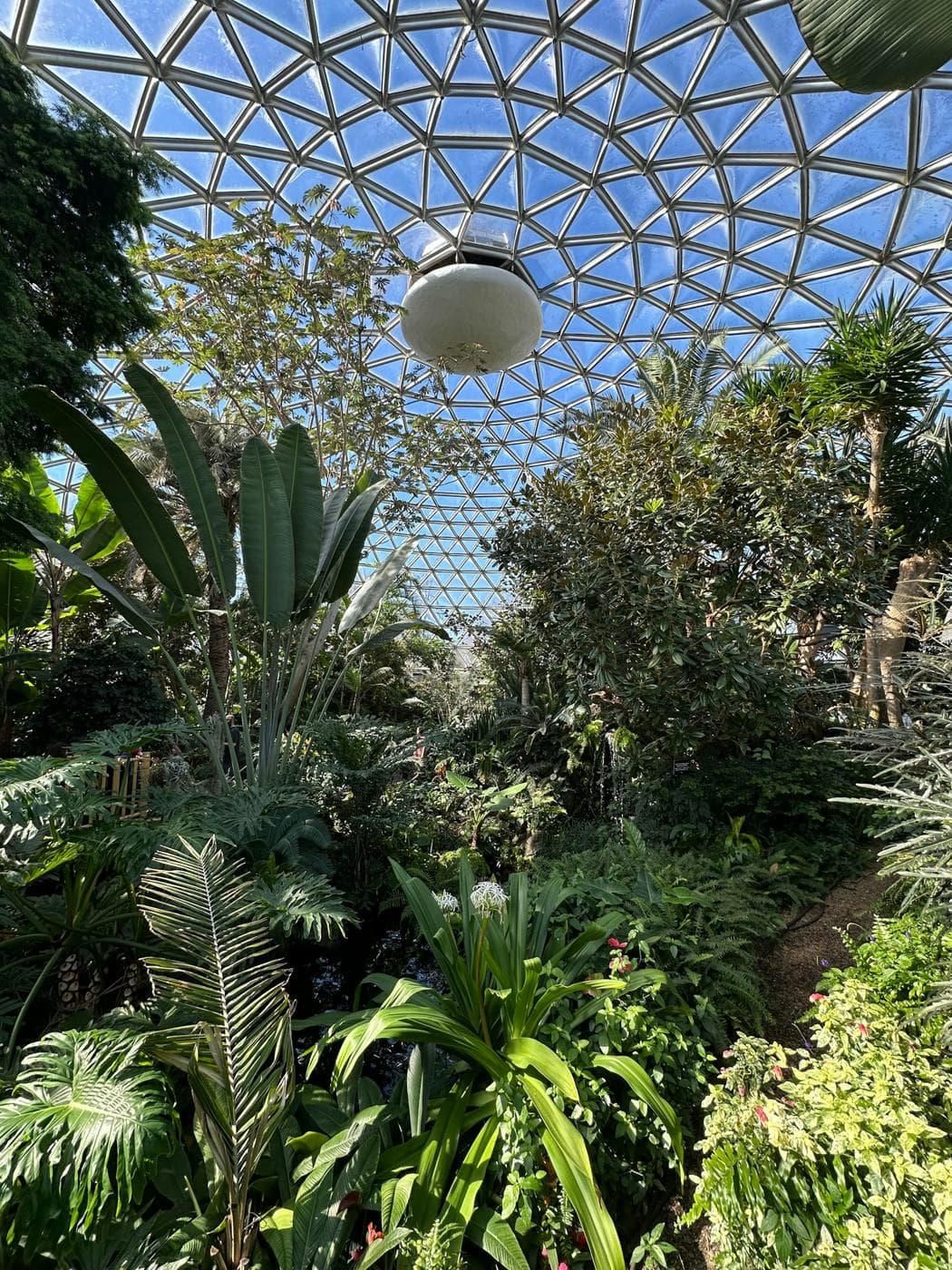Tropical plants inside a domed conservatory